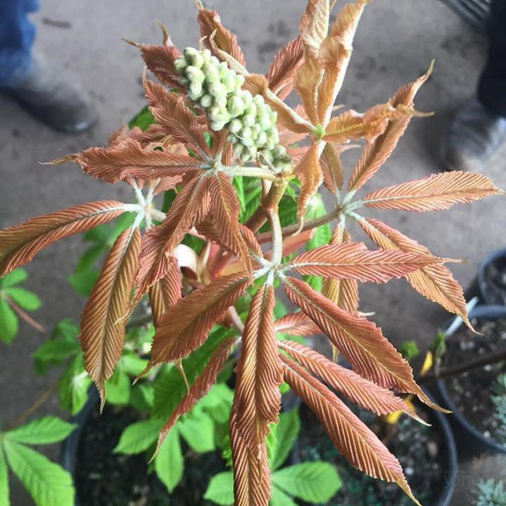 Aesculus x neglecta Erythroblastos 2