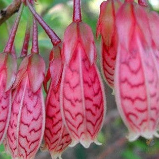 Agapetes Ludgvan Hybrid (syn Pentapterygium)