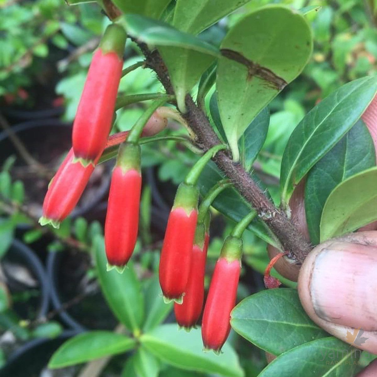 Agapetes 'Red Elf' 1