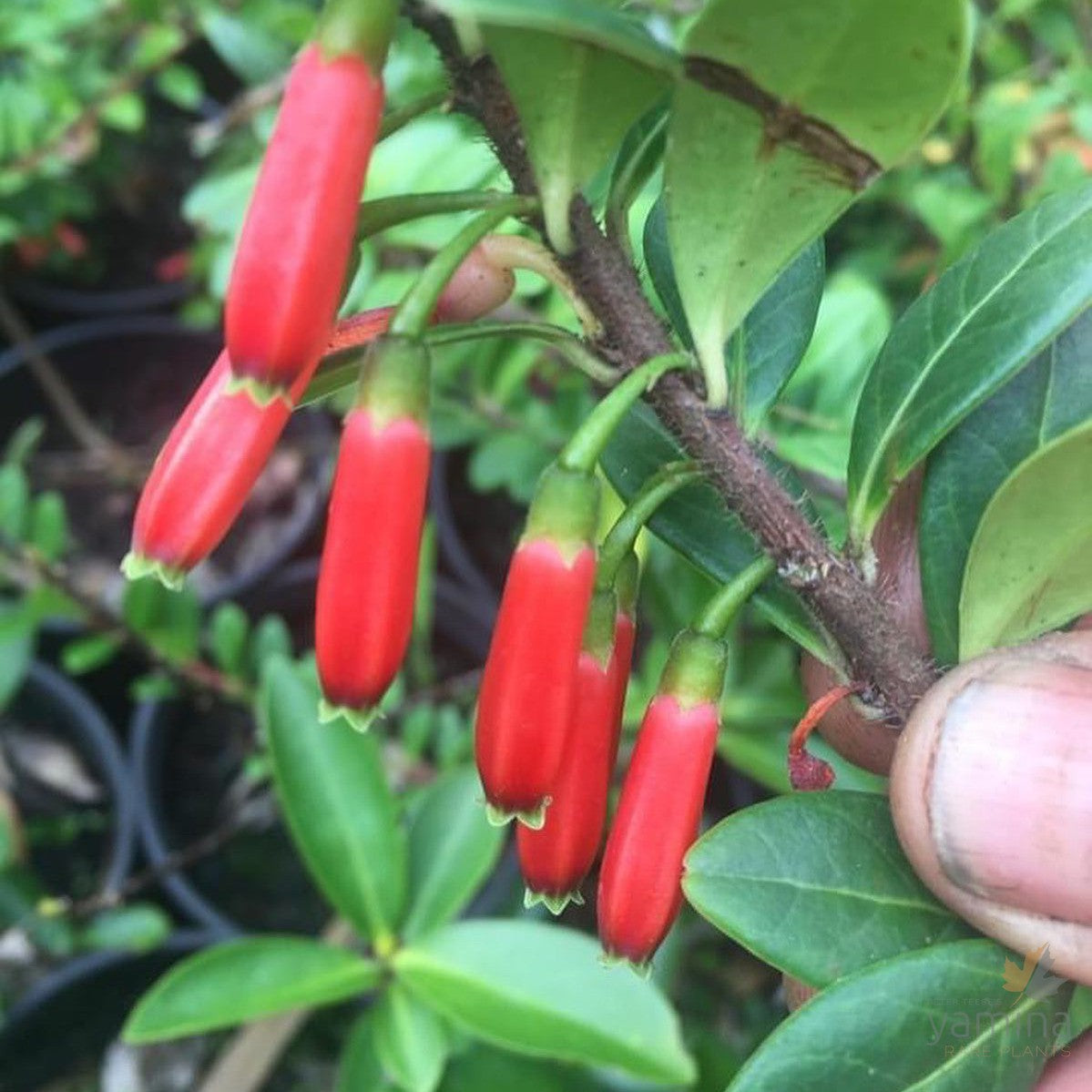 Agapetes 'Red Elf' 3