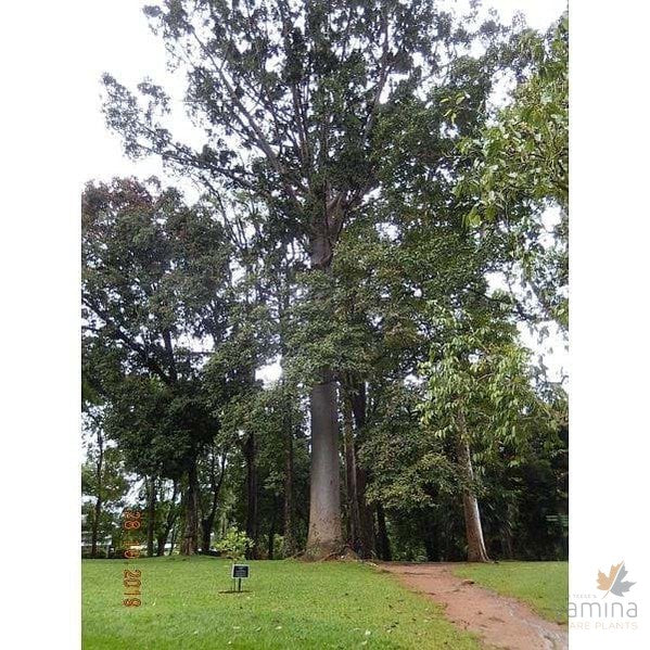 Agathis robusta 1