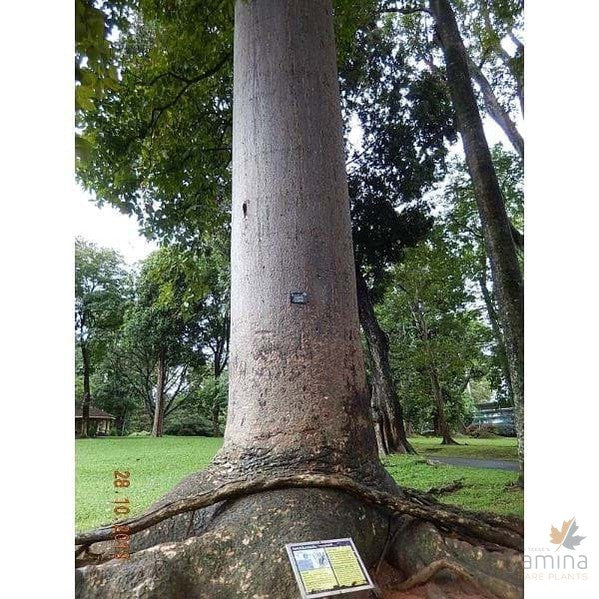 Agathis robusta 3