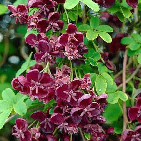 Akebia quinata