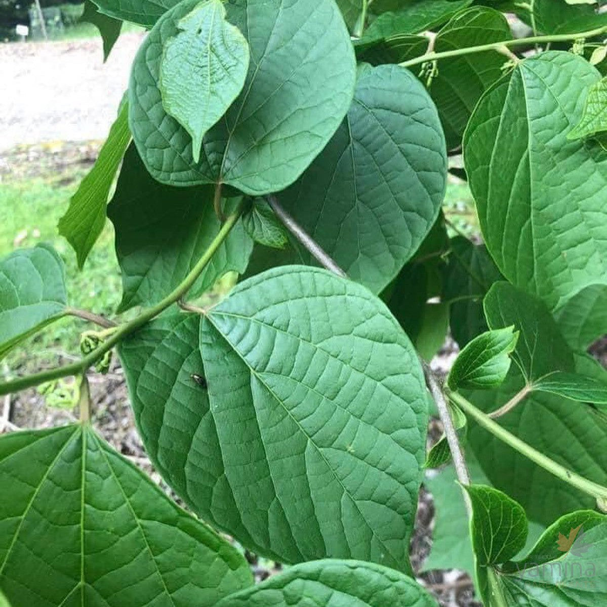 Alangium chinense 3