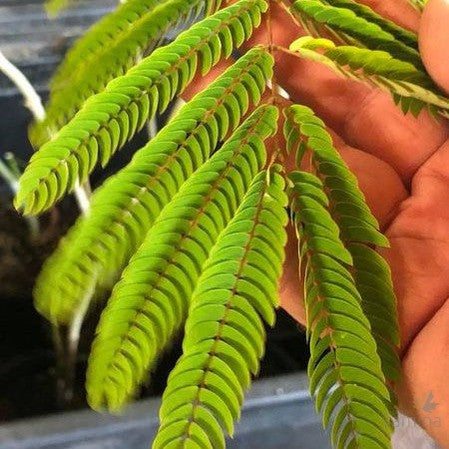 Albizia julibrissin 1