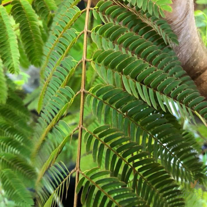 Albizia julibrissin 2