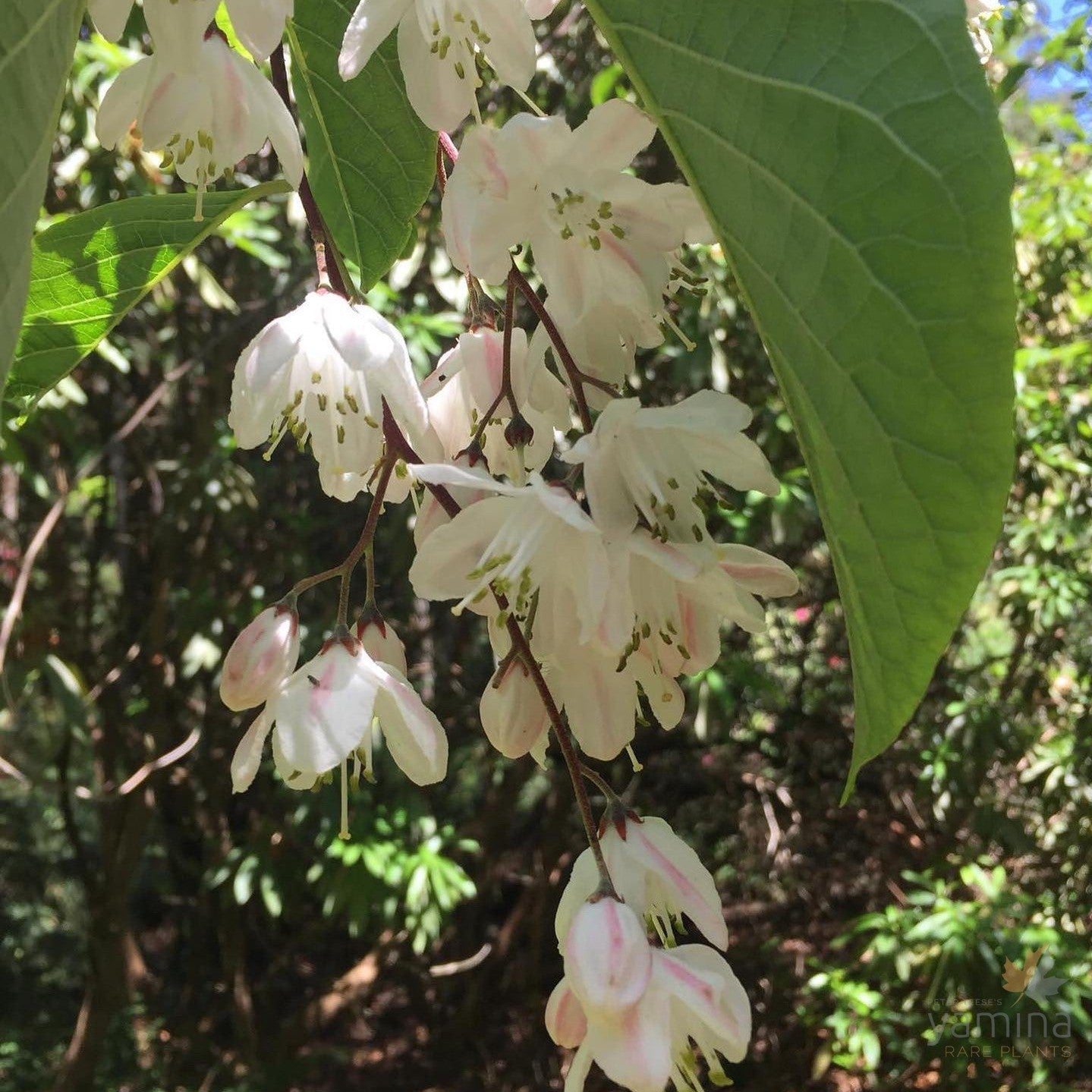Alniphyllum fortunei 1