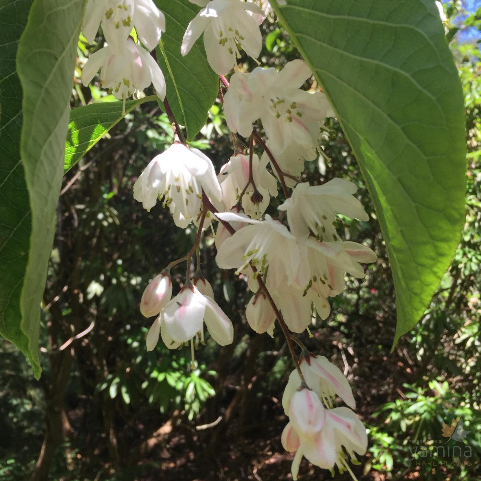 Alniphyllum fortunei 3