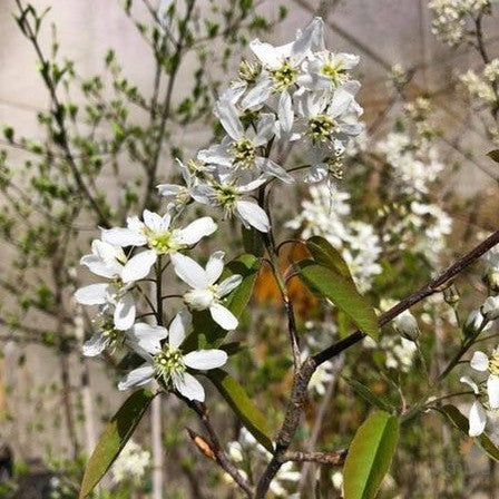 Amelanchier arborea 1