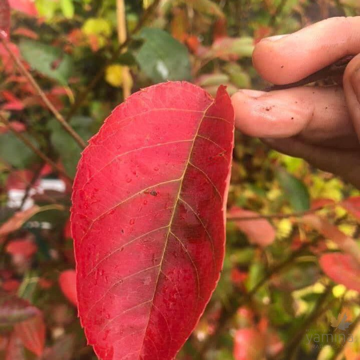 Amelanchier arborea 2