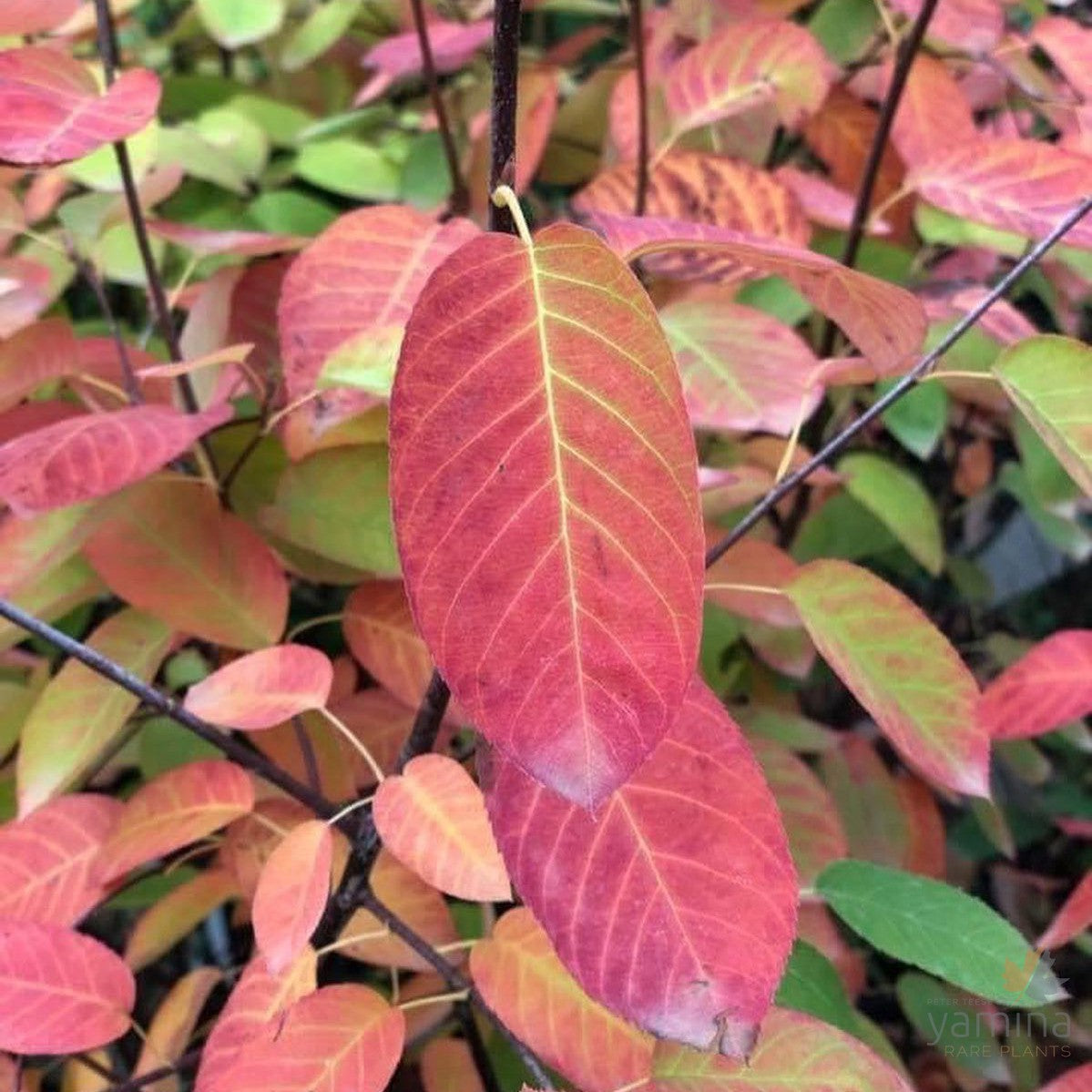 Amelanchier canadensis 1