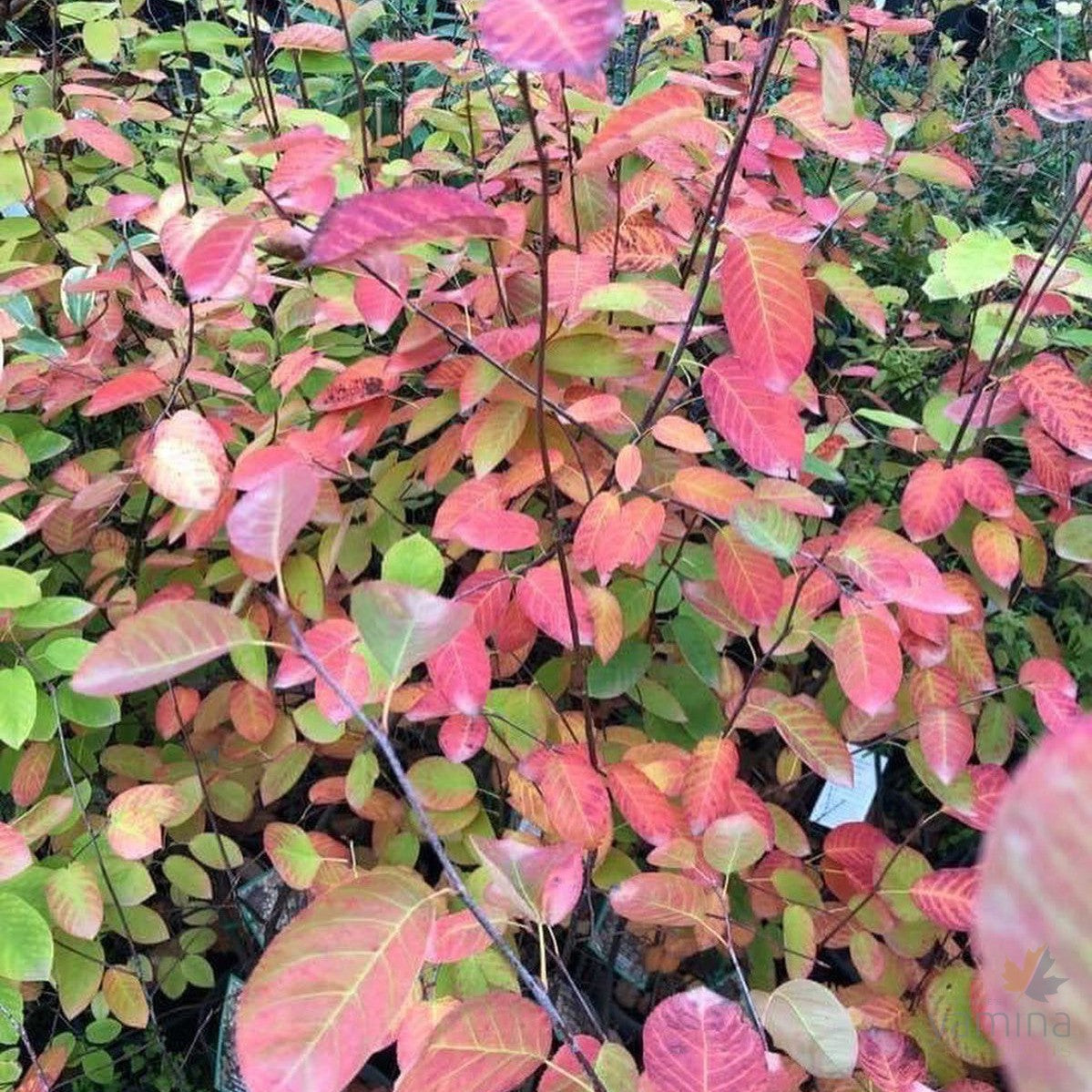 Amelanchier canadensis 2