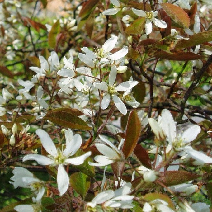 Amelanchier lamarckii 1