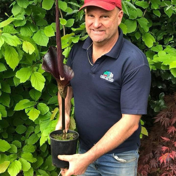 Amorphophallus konjac