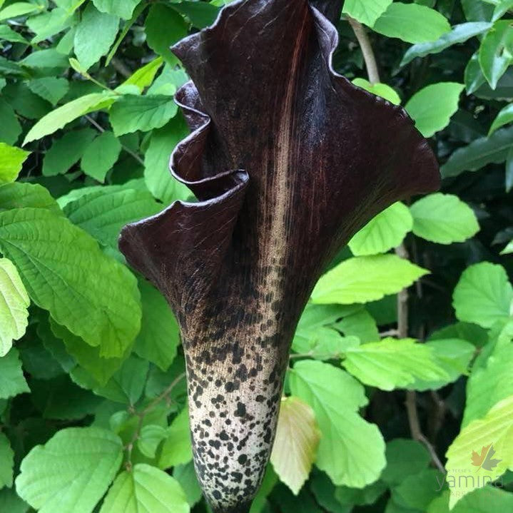 Amorphophallus konjac 3