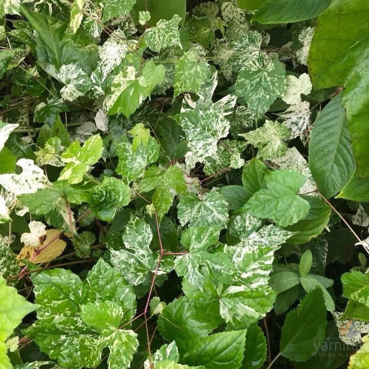 Ampelopsis brevipedunculata 'Elegans' 1