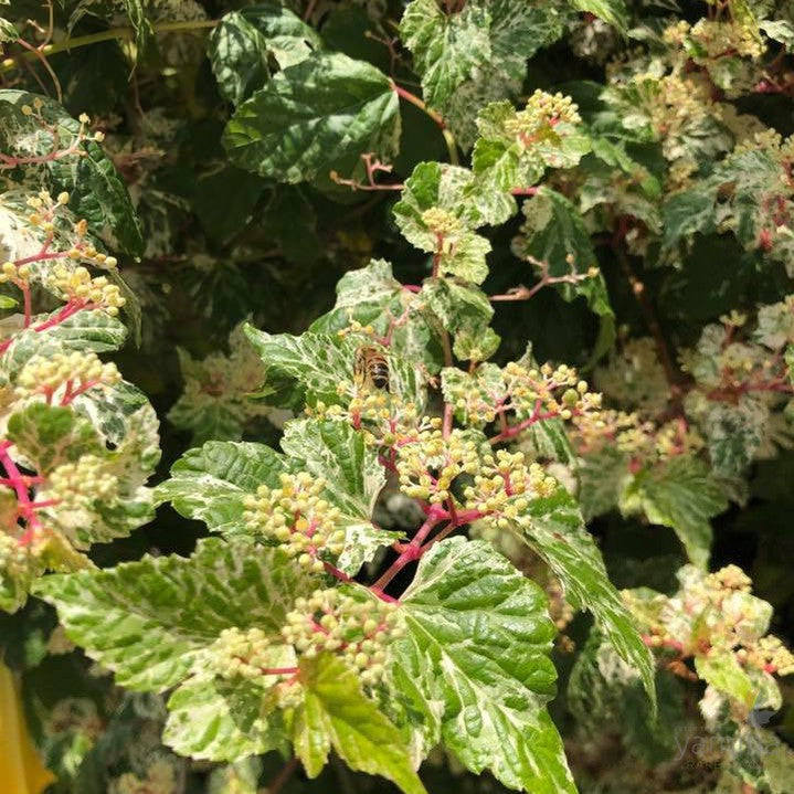 Ampelopsis brevipedunculata 'Elegans' 2