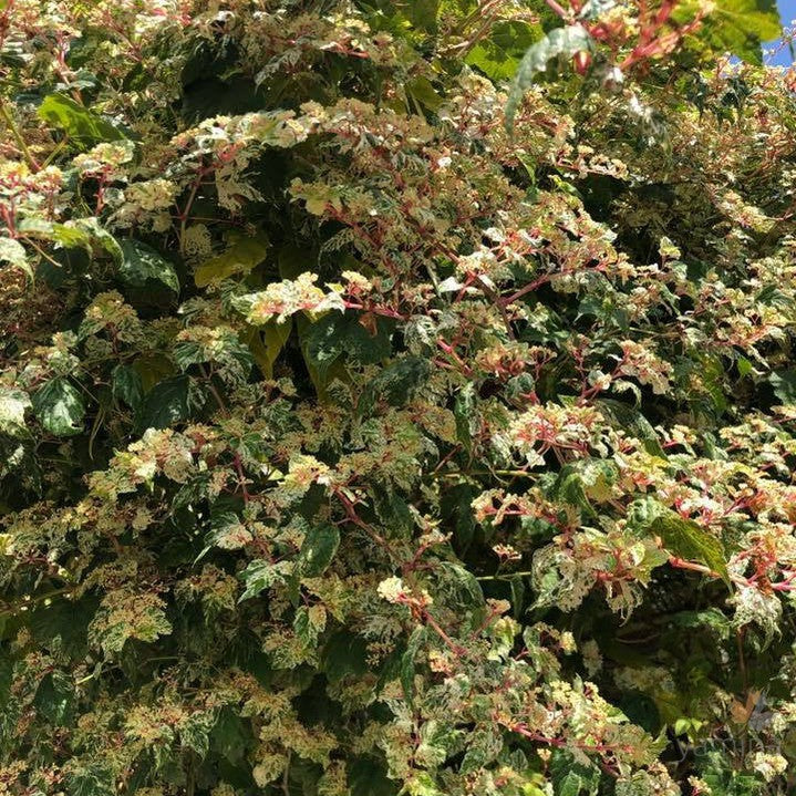 Ampelopsis brevipedunculata 'Elegans' 3