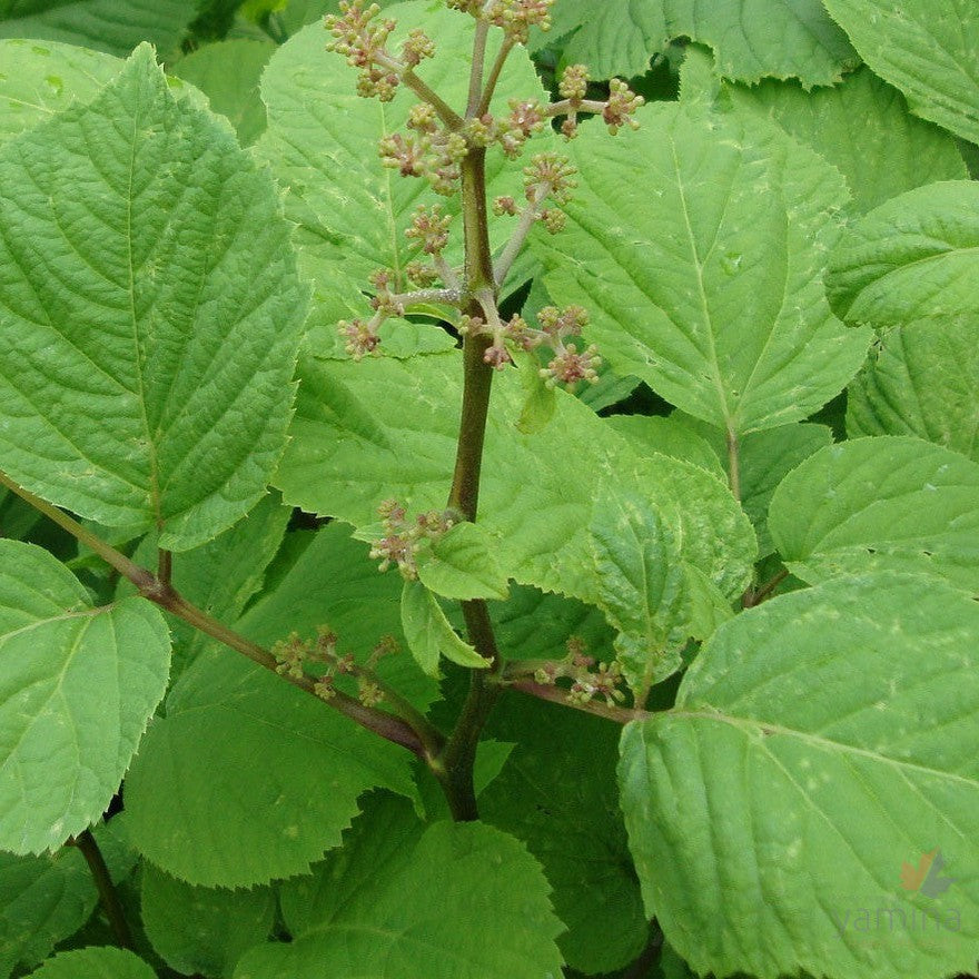 Aralia continentalis 1