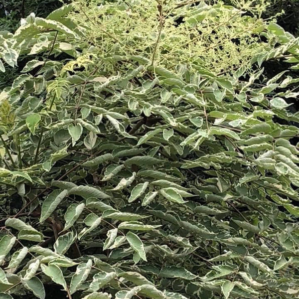 aralia elata 'variegata Aralia elata Silver Umbrella