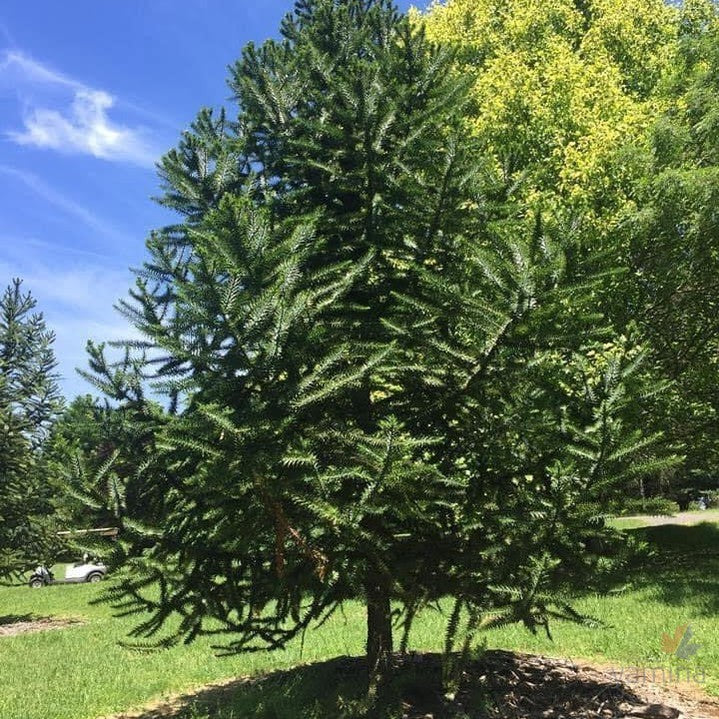 Araucaria angustifolia-4