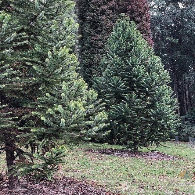 Araucaria angustifolia-5