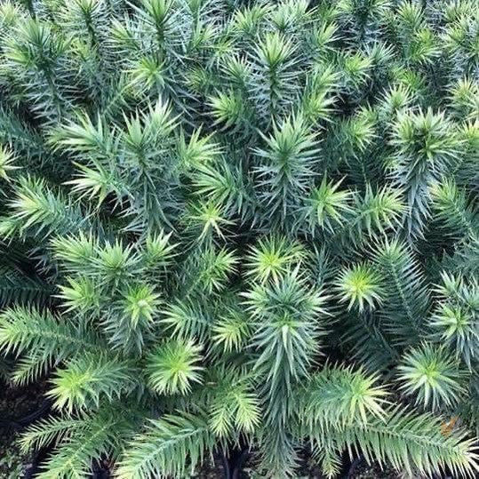 Araucaria angustifolia-6