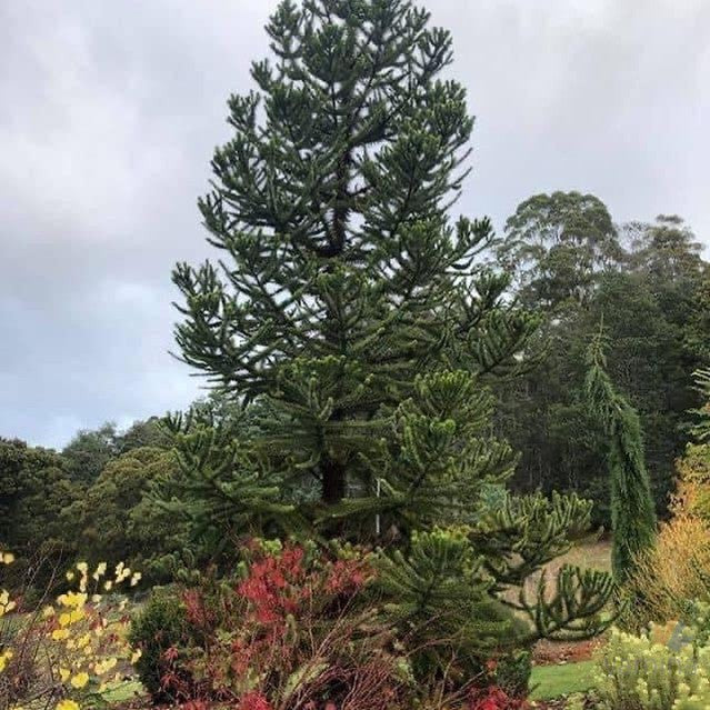 Araucaria angustifolia-7