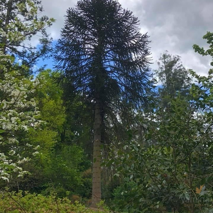 Araucaria araucana-01