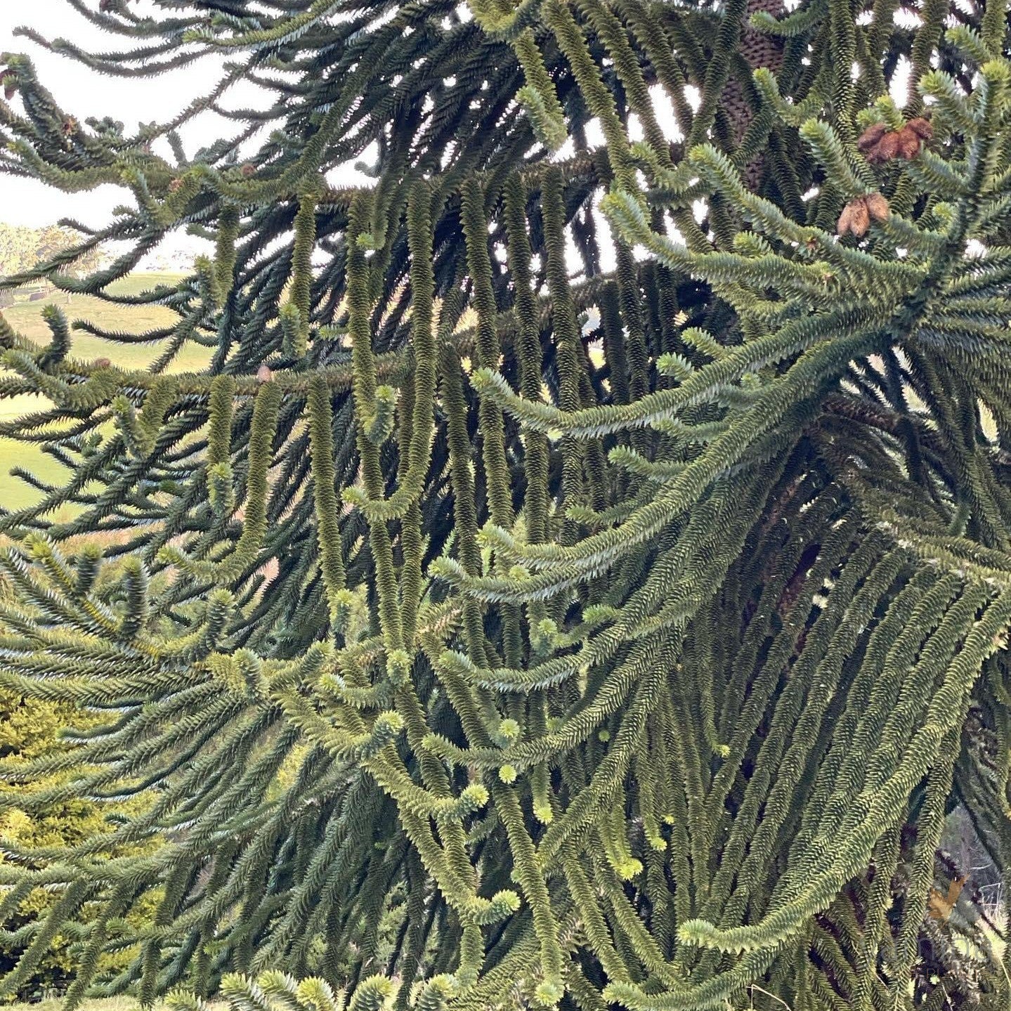 Araucaria araucana-04