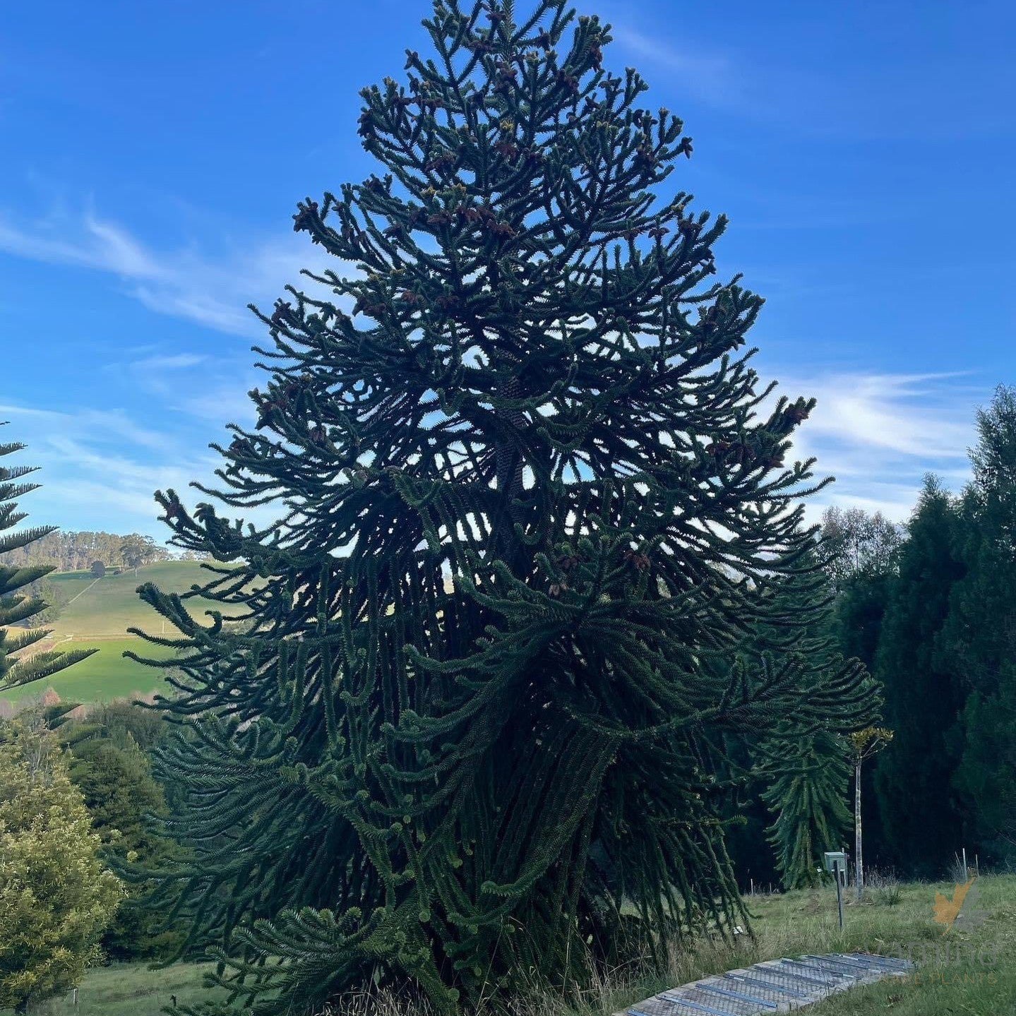 Araucaria araucana-08