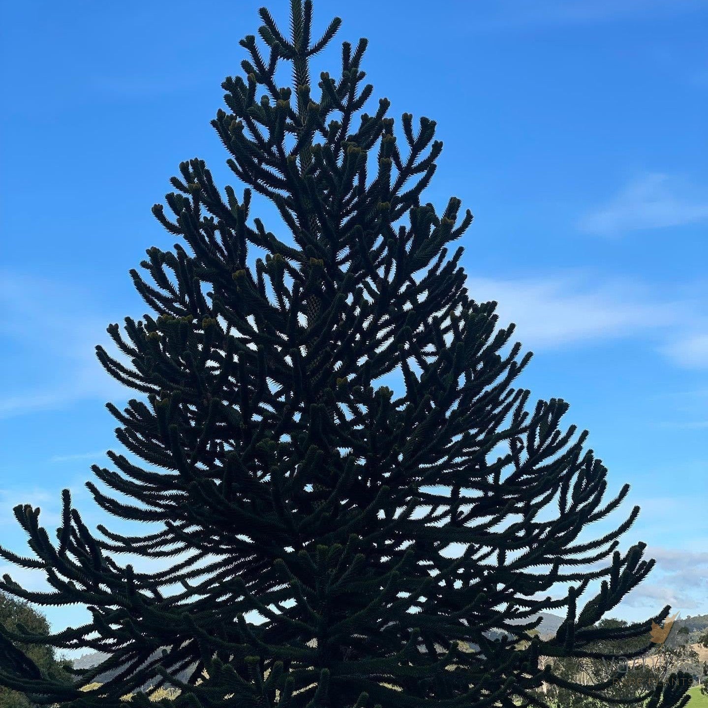 Araucaria araucana-09