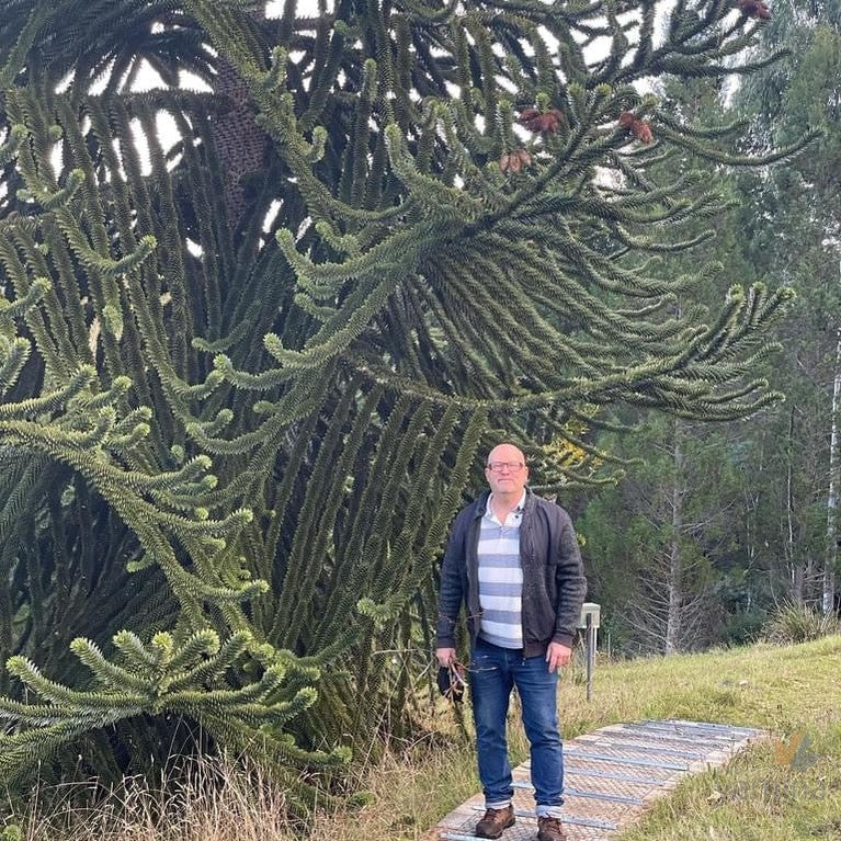 Araucaria araucana-11