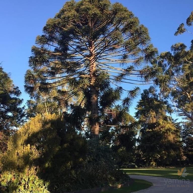 Araucaria bidwillii (Bunya Bunya)-1