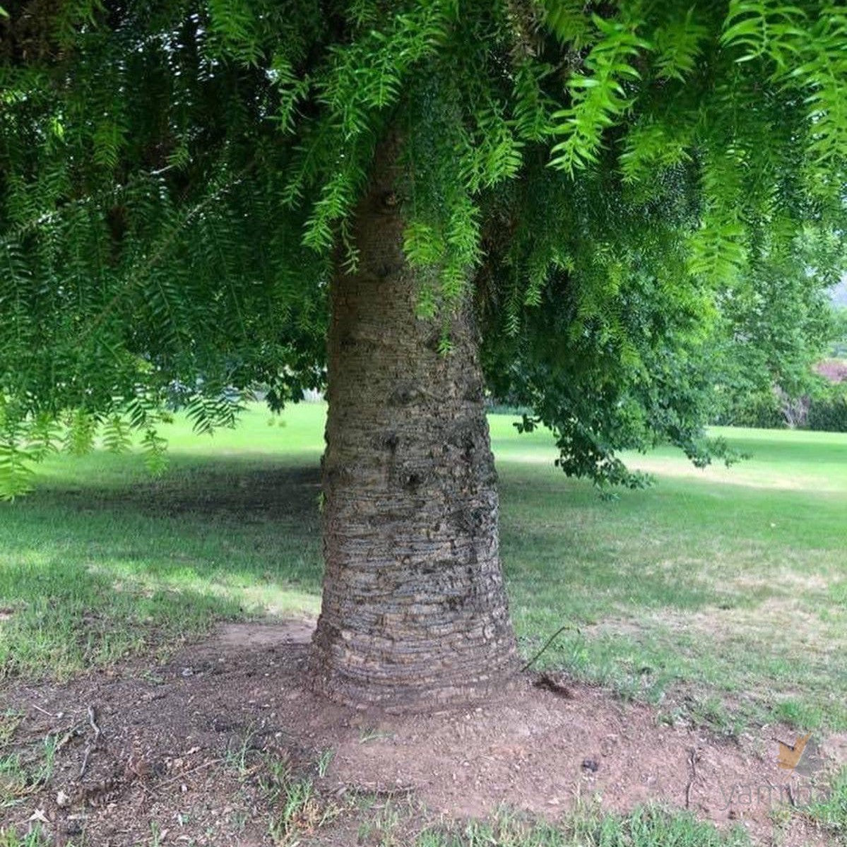 Araucaria bidwillii (Bunya Bunya)-2