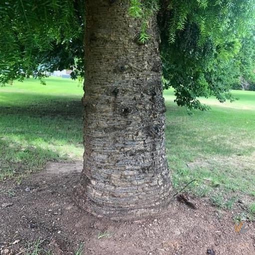 Araucaria bidwillii (Bunya Bunya)-3