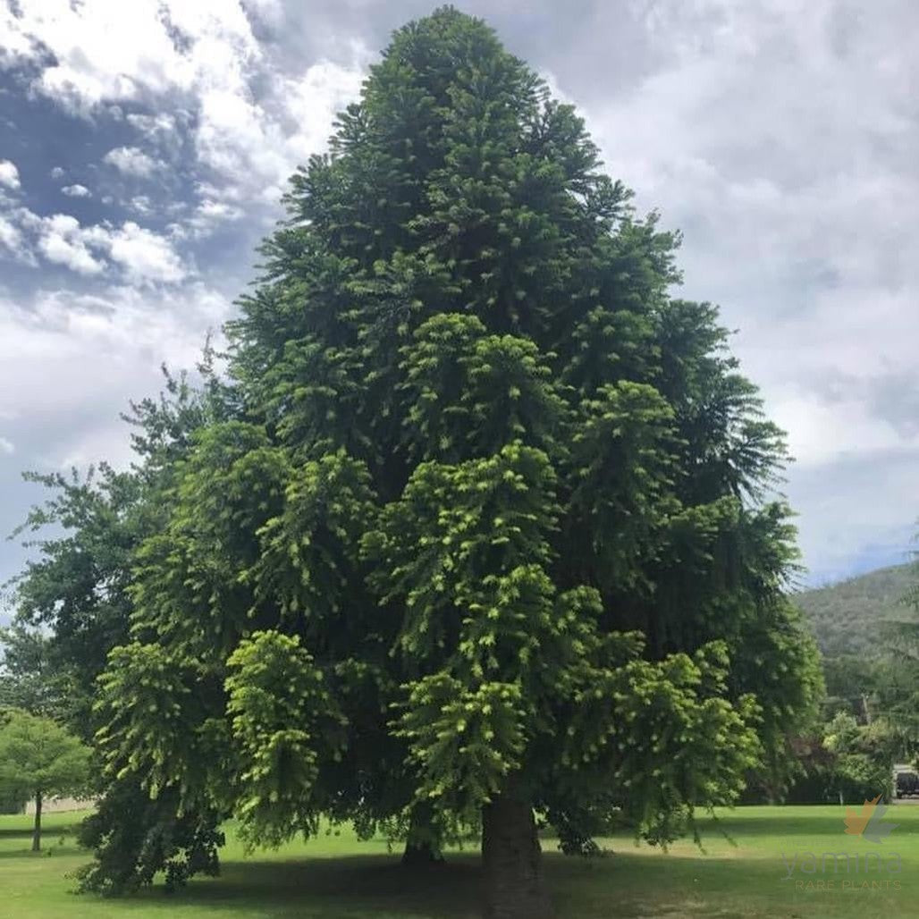 Araucaria bidwillii (Bunya Bunya)-4