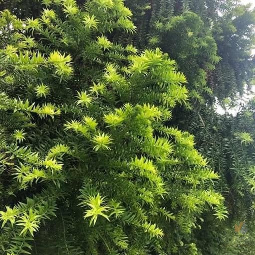 Araucaria bidwillii (Bunya Bunya)-5