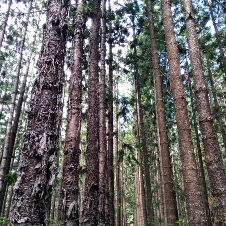 Araucaria cunninghamii (Hoop Pine) 3