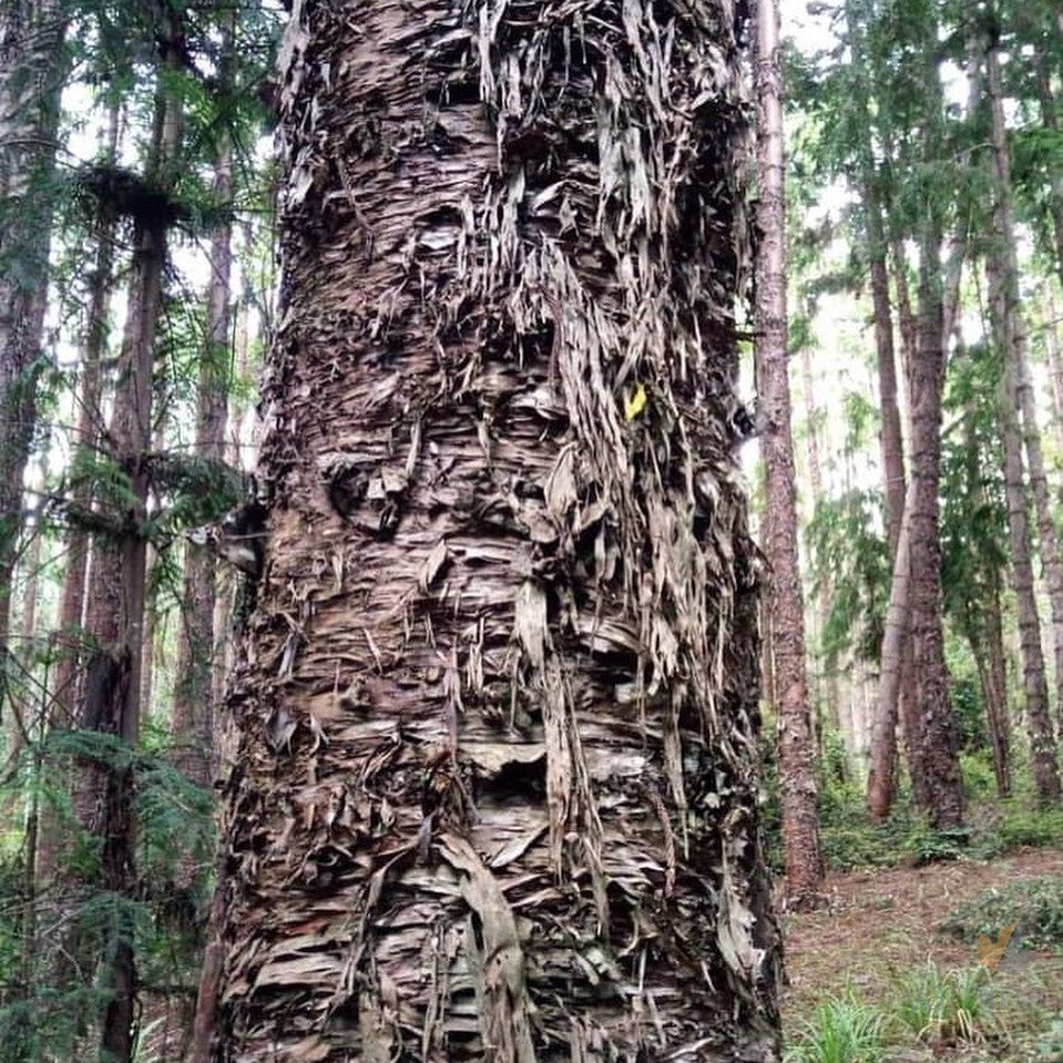 Araucaria cunninghamii (Hoop Pine) 4