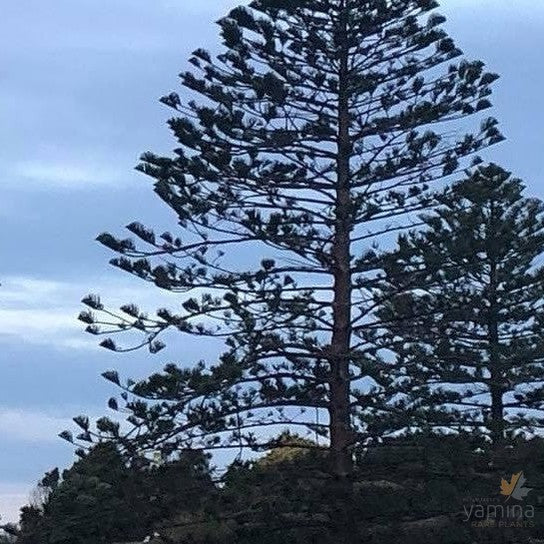 Araucaria heterophylla 'Norfolk Island Pine' 3