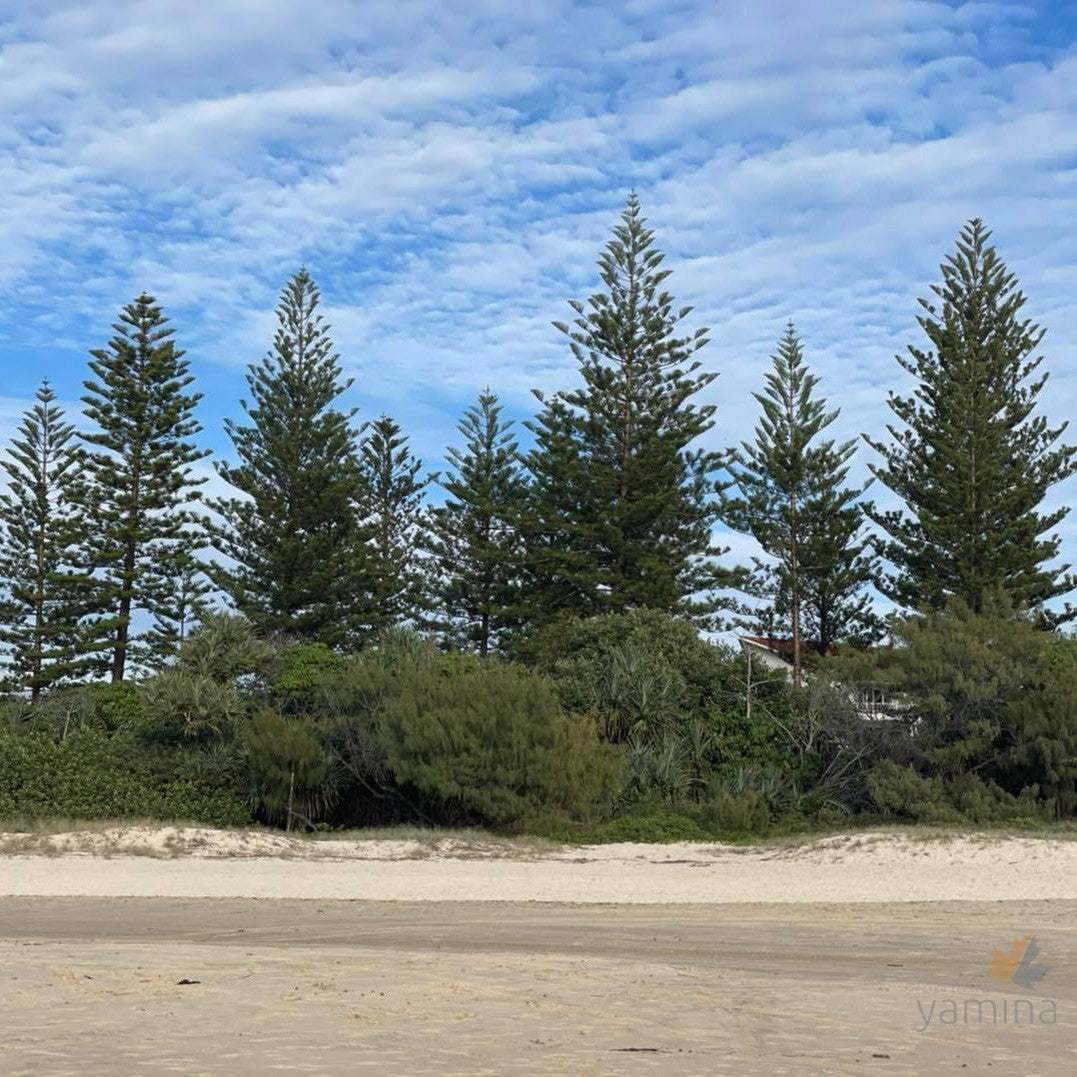 Araucaria heterophylla 'Norfolk Island Pine' 4