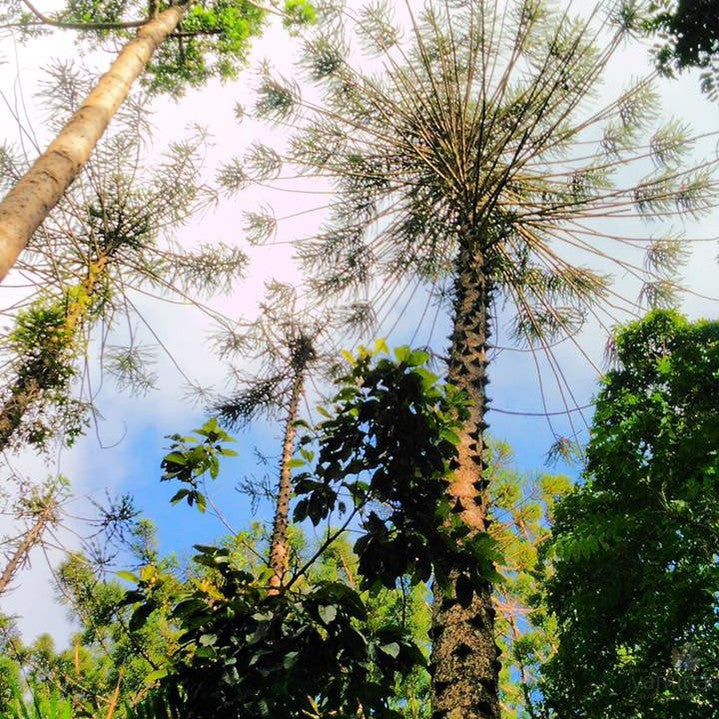 Araucaria hunsteinii 3