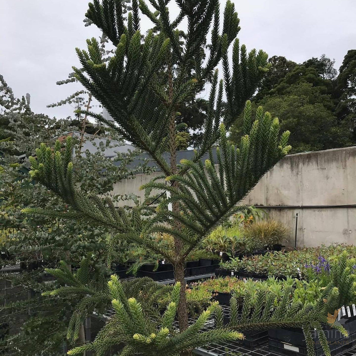 Modiwana Tree Gondwana Plants