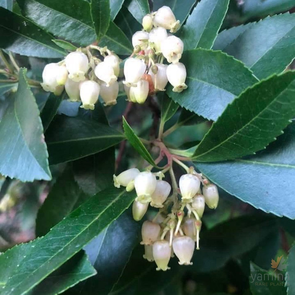 Arbutus unedo 1