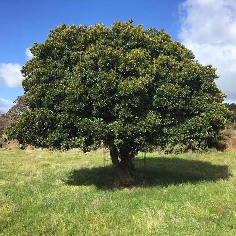 Arbutus unedo 2