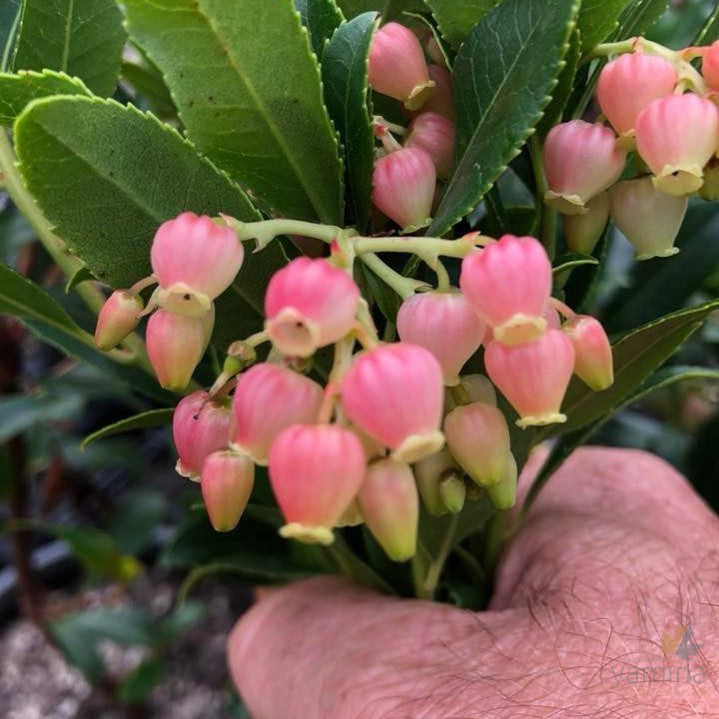 Arbutus unedo 'Pink Pearls' 1