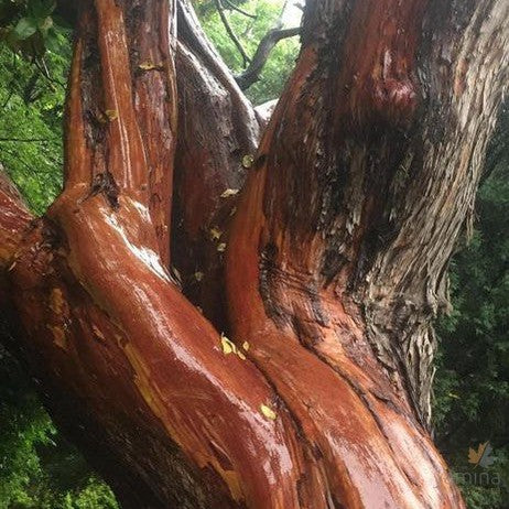 Arbutus x andrachnoides 1