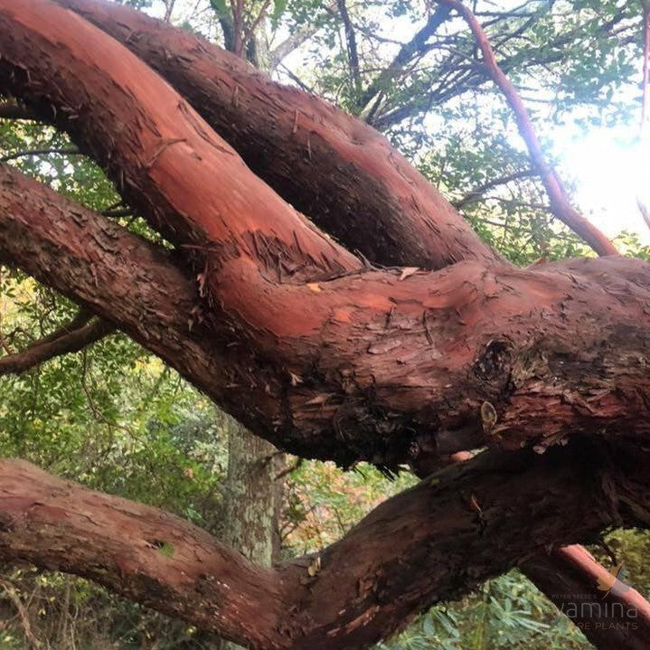 Arbutus x andrachnoides 2