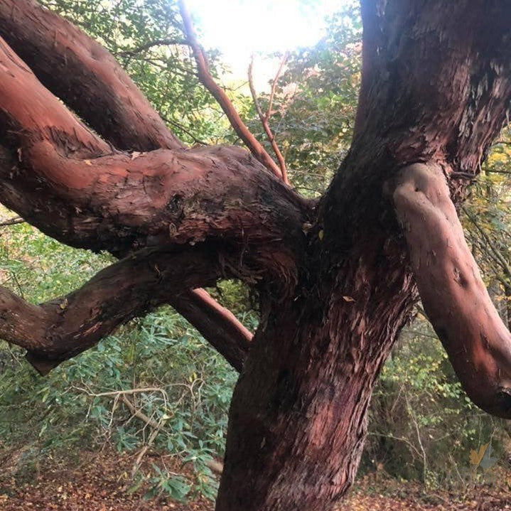 Arbutus x andrachnoides 4